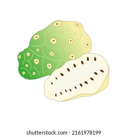 The fruit of noni (morinda) is whole and in section. Vector illustration on a white background