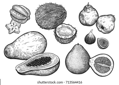 Fruit and nuts isolated on white background set. Realistic vector illustration of fig, pomelo, papaya, coconut, apple quince, carambola. Vintage black and white hand drawing. Vegetarian food.