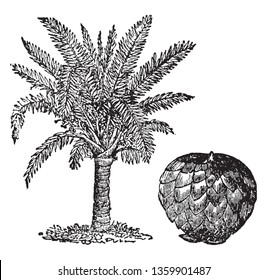 A fruit obtained from palm trees. vintage line drawing or engraving illustration.