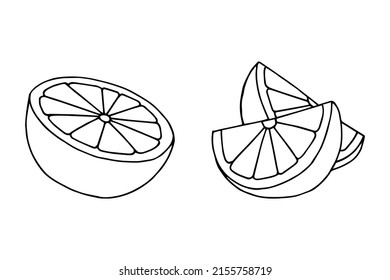 Fruit Orange, lemon. Vector stock illustration eps10. Outline, isolate on white background. Hand drawn.