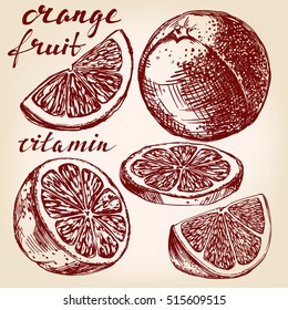 fruit orange set hand drawn vector llustration realistic sketch