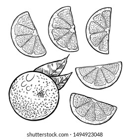 Fruit Orange vector art illustration. Drawing engraving vecror pictures. Clip art food juice orange art line