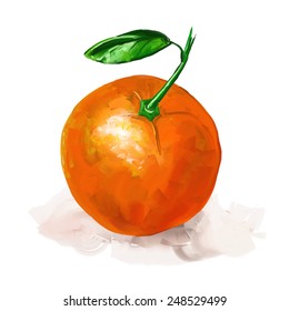 fruit orange Vector illustration  hand drawn  painted watercolor 