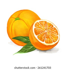 fruit orange vector illustration  hand drawn  painted watercolor