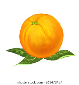 fruit orange Vector illustration  hand drawn  painted watercolor 