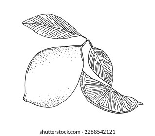 Fruit outline illustration vector image. Hand drawn fresh fruit sketch image artwork. Simple original logo icon from pen drawing sketch.
