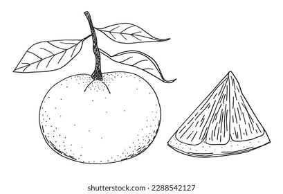 Fruit outline illustration vector image. Hand drawn fresh fruit sketch image artwork. Simple original logo icon from pen drawing sketch.