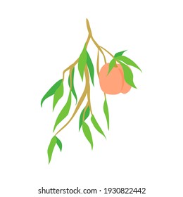 Fruit peach branch, illustration isolated on white background. Kitchen design decoration, food packaging, flat food illustration, vector fruit tree. Hand drawn peach hanging on branch with leaves.