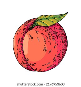 fruit peach hand drawn vector. juicy nectarine, fresh slice, yellow orange food, red leaf, organic sweet fruit peach sketch. isolated color illustration