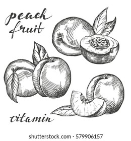 Fruit Peach Set Hand Drawn Vector Illustration Realistic Sketch