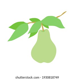 Rama de pera de fruta. Perla dibujada a mano colgando de una rama con hojas. Ilustración vectorial de material aislada en fondo blanco. Decoración de diseño de cocina, empaque de comida, ilustración de comida plana, árbol de frutas.