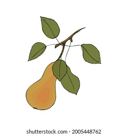 Fruit Pear, doodling, realistic hand drawing, black outline, color, isolated, white background. Healthy eating.