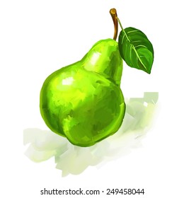 fruit pear  Vector illustration  hand drawn  painted watercolor 