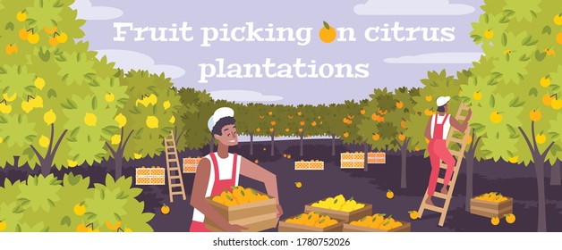 Fruit picking on citrus plantation flat background with two young men working with use of ladders vector illustration