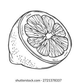 Fruit piece lemon slice tea ingredient isolated sketch vector food growing agriculture market garden