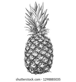 fruit pineapple hand drawn vector illustration realistic sketch
