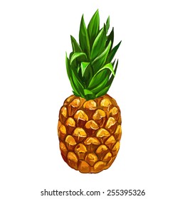 fruit pineapple  vector illustration  hand drawn  painted watercolor