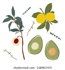 Fruit Plant and Leaves Decorations vector for banner