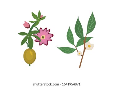 Fruit Plant Vector - Vector isolated icons illustration