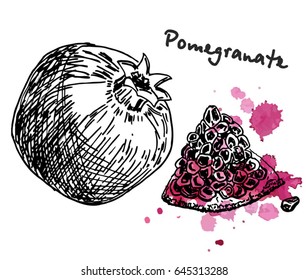 Fruit pomegranate hand drawn vector illustration realistic sketch. Pomegranates with seeds.