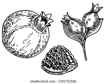 Conjunto de granados de frutas.  Dibujo gráfico vector dibujado a mano realista. Granados con semillas y hojas. Estilo de esbozo. Vector de alimentos orgánicos. Ilustración botánica de la planta de granado.