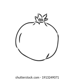 conjunto de grano de fruta ilustraciones vectoriales hechas a mano esbozar un esbozo realista. ilustración de dibujo vectorial de garnet