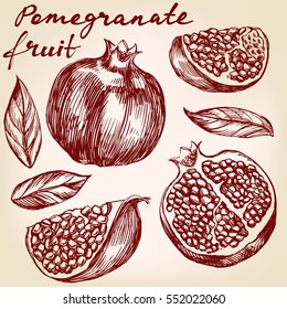 fruit pomegranate  set hand drawn vector illustration realistic sketch