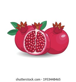 Fruit pomegranate vector illustration hand drawn on white background.