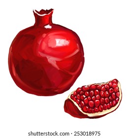 fruit pomegranate vector illustration  hand drawn  painted watercolor