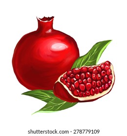 fruit pomegranate vector illustration  hand drawn  painted watercol