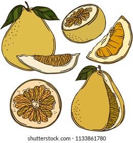 Fruit pomelo, vector, color