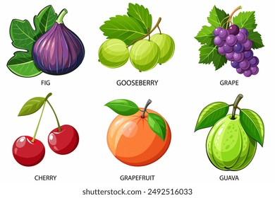 Fruit set in cartoon style. Fig, gooseberry, grape,cherri, grapefruit, guava on a white background. Vector illustration.