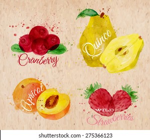 Fruit set drawn watercolor blots and stains with a spray cranberry, quince, apricot, wild strawberries in kraft