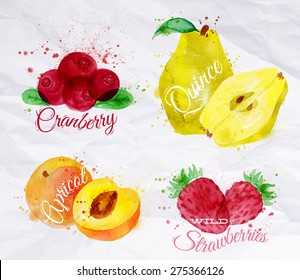 Fruit set drawn watercolor blots and stains with a spray cranberry, quince, apricot, wild strawberries