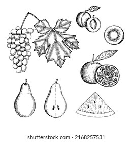 Fruit set vector illustration, hand drawing sketch
