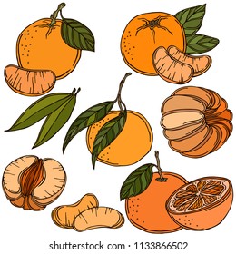 Fruit tangerine, vector, color