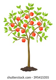 Fruit tree with apples. Illustration for agricultural booklets, flyers garden.