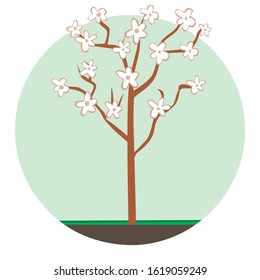 A fruit tree blooms in spring on farm. A vector stock illustration with peach, apple tree or cherry isolated on a white background for design. A farming and gardening concept