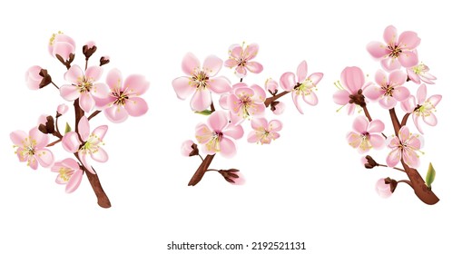 Fruit tree branch set with flowers realistic isolated vector illustration