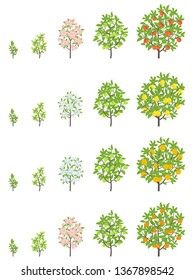 Fruit tree growth stages. Apple, peach and lemon mandarin increase phases. Vector illustration. Ripening progression. Fruit trees life cycle animation plant seedling.