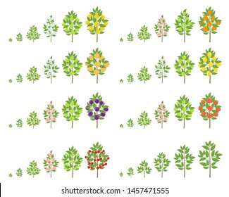 Fruit Tree Growth Stages Set. Apple, Peach And Lemon Mandarin. Vector Illustration. Ripening Progression. Fruit Trees Life Cycle Animation Plant Harvest.