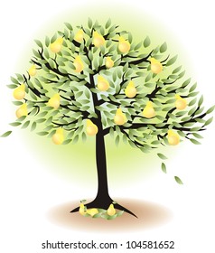  fruit tree with leafs and pears isolated on white