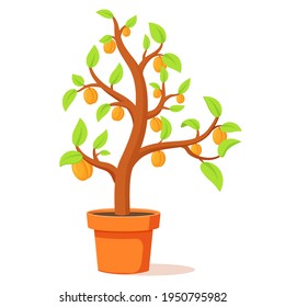 Fruit tree in a pot.Apricots tree with ripe fruits. Isolated on white background.Vector flat illustration.Harvest fruit.