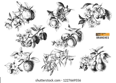 Fruit trees branches - pomegranate, mandarine, cherry, plum, peach, apple, sea buckthorn and pear - with flowers and ripe fruits. Vector illustration