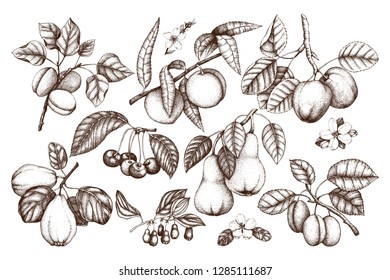 Fruit trees branches set. Hand drawn botanical elements - flowers, leaves. Cherry, plum, peach, apple, apricot, quince and pear illustrations. Vintage plants collection.