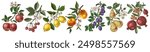 Fruit trees branches vector illustration