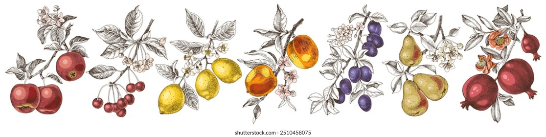 Ilustração do vetor de ramos de árvores de fruto