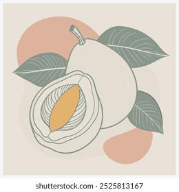 Lúcuma Fruit Vector Illustration  Vibrant and Detailed Design