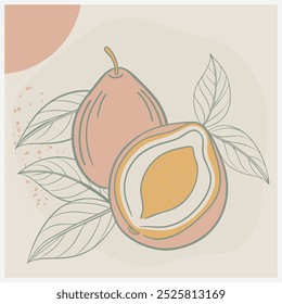Lúcuma Fruit Vector Illustration  Vibrant and Detailed Design