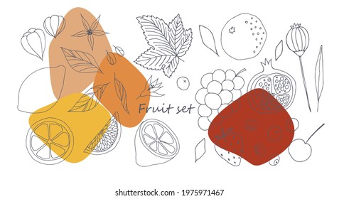 Fruit. Vector set of contour images: lemon, orange, pomegranate, grape, strawberry, poppy, physalis, cherry